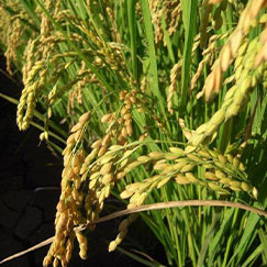 好稻子垂垂 阿肥的米，自然農法高雄145。